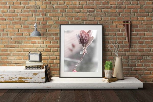 BRANCHED - blossoming nature photo that add a simple elegance bringing the outside in