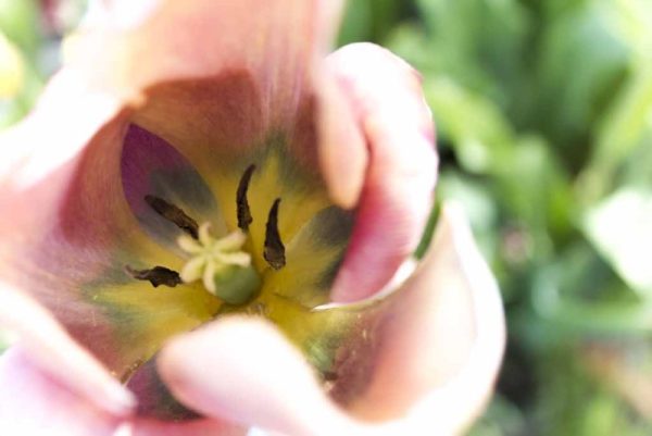 DELICATE - Image 3