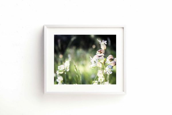 SUMMER BELLS - Image 2
