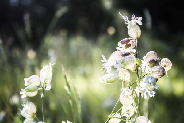 SUMMER BELLS - Image 3