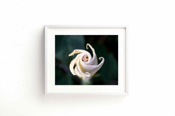 GRACE - Image 2