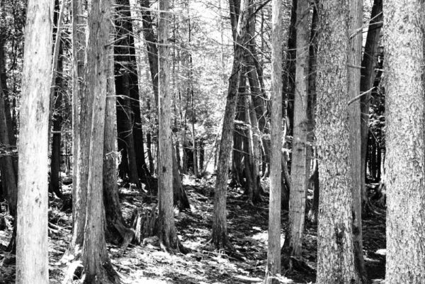 LOST - Image 3