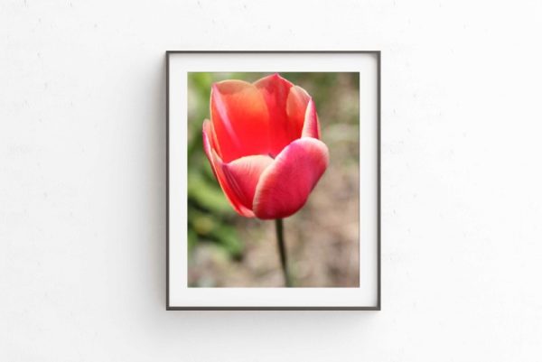 WISHES - Image 2